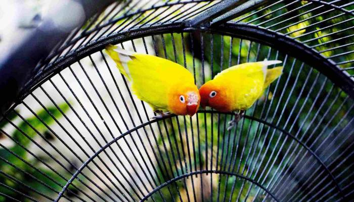 Pasar Burung dan Ikan Kelapa Gading: Surga yang Tersembunyi di Tengah Hingar Bingar Jakarta