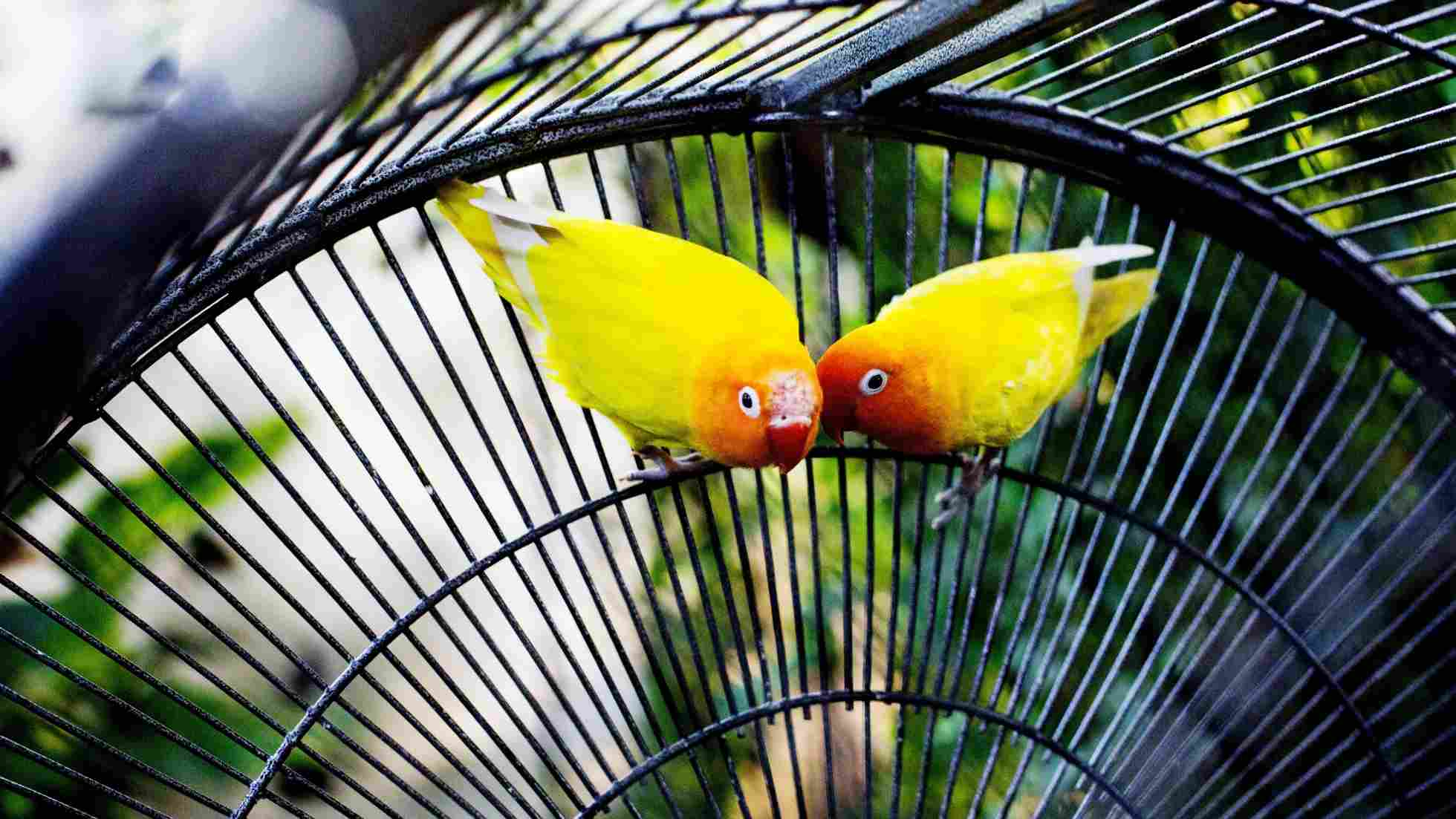 Pasar Burung dan Ikan Kelapa Gading