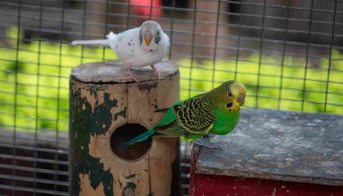 Pasar Kolong Kebayoran Lama: Jelajahi Pasar Burung Tersembunyi di Jakarta