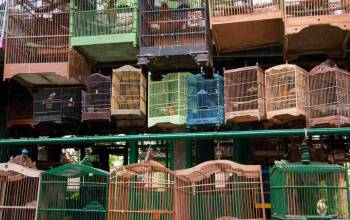 Pasar Burung Barito, Surga Bagi Pecinta Hewan di Jakarta!