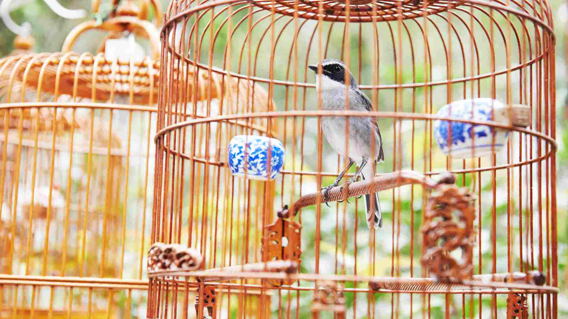 pasar hewan burung pramuka