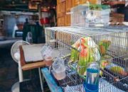 Pasar Hewan Jatinegara: Surga Tersembunyi Flora dan Fauna di Tengah Perkotaan Jakarta