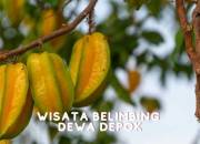 Agro Wisata Belimbing Dewa di Kota Depok: Spot Wisata Hijau yang Menyenangkan