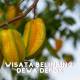 wisata belimbing dewa depok