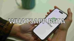 whatsapp beta apk