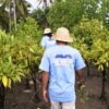 Telkom Tanam 10.000 Mangrove
