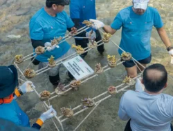 TelkomGroup & Mitratel Tanam 2.000 Fragmen Karang